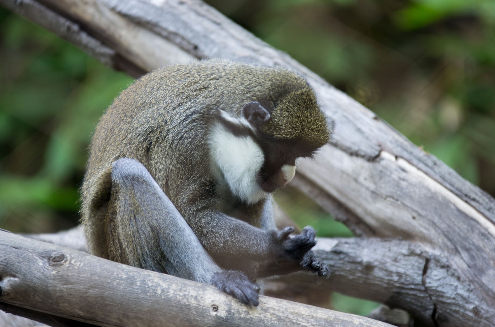 San Diego Zoo Part I 128